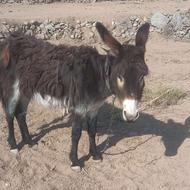 ماده الاغ فروشی