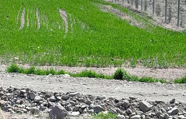 زمین باغ ویلا میشه تغییر کاربری داد دامداری یا گلخانه