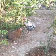 مرغ خروس سالم