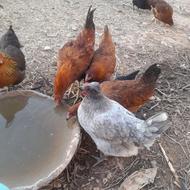 مرغ وخروس قیمت توافقی