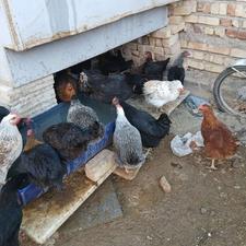 فروش مرغ تخم گذار درجه یک محلی تعداد 40عدد