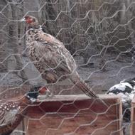 پرنده زینتی