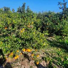 فروش باغ مرکبات 1000متری در جاده جویبار