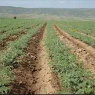 زمین کشاورزی دیم در فیروزکوه