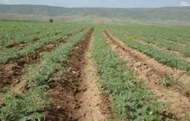 زمین کشاورزی دیم در فیروزکوه