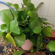 مقداری گل طبیعی زیبا با قیمت مناسب