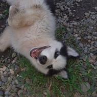 هاسکی ماده 6 ماهه واگذاری