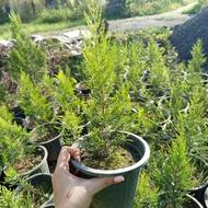 گل و گیاه بیرونی و نهال کیوی.لاوسون و پالم