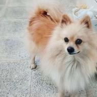 سگ پامر روباهی