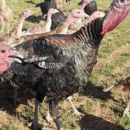 بوقلمون ارگانیک