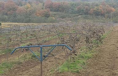 4000 متر باغ کیوی در قائمشهر خیابان تهران