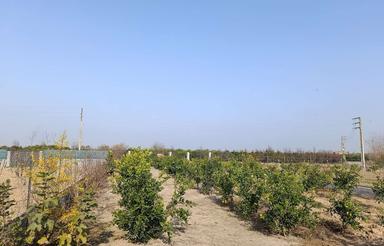 یک قطعه زمین خانه و باغ