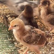 فروش 140 عدد جوجه 10 روزه