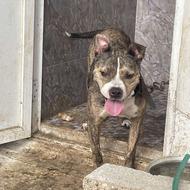 سگ پیتبول ماده واگذار