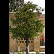 چیدن نارنج های درختان شما