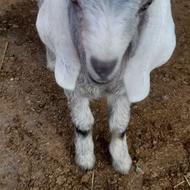 بزغاله پاکستانی