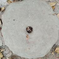 سنگ آسیاب گندم