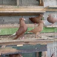 کبوتر سرخ زرد دمسفید