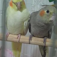 عروس هلندی جفت به همراه جوجه