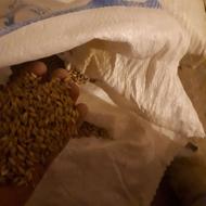 مقدار یک و نیم تن جو و ذرت مرغوب و درجه یک به فروش می رسد.