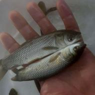 انواع بچه ماهی کپور امور ازاد