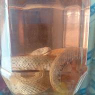 ماردرالکن برای فروش