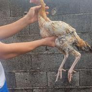 جوجه لاری نصل