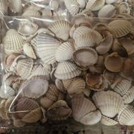 صدف دریایی تزیینی