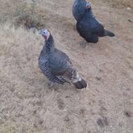 بوقلمون......