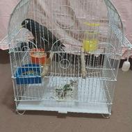 مرغ مینا سخنگو