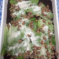 فروش تعداد بالای جوجه حلزون البینو