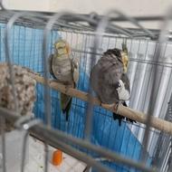 دوسال ماده ونره عروسی هلندی