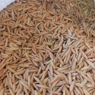 بذرشالی هاشمی حلال تناج بالا