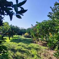 باغ پرتقال در بافت مسکونی ابتدای روستای ارطه