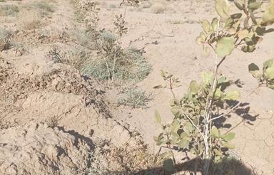 زمین کشاورزی ..