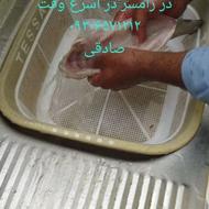 تهیه وتوزیع انواع ماهی قزل آلا سالمون اوزن برون کپور امور