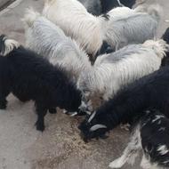 کهره نر نیمه گوشت