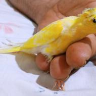 قناری کاکلی