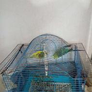 فروش قناری جفت