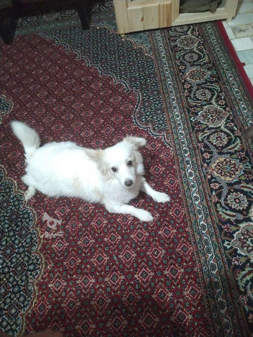 ساخت خانه‌ای زیبا و مجلل برای سگ