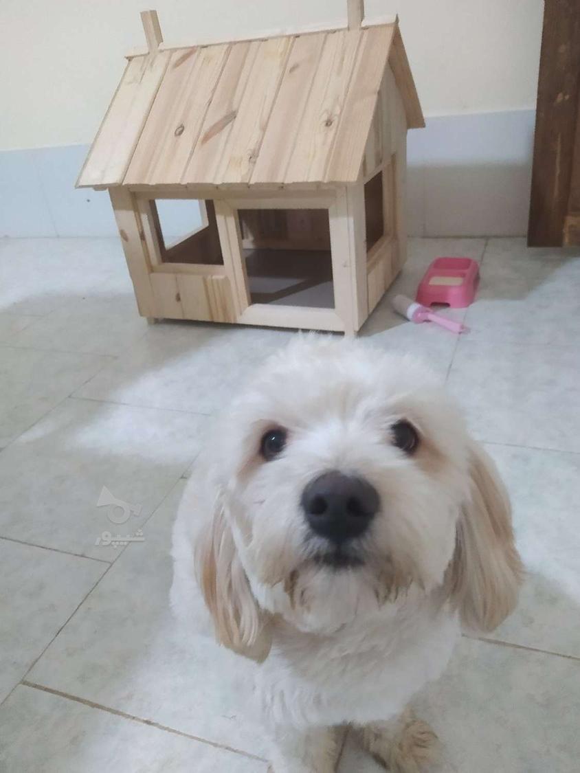 ساخت خانه‌ای زیبا و مجلل برای سگ