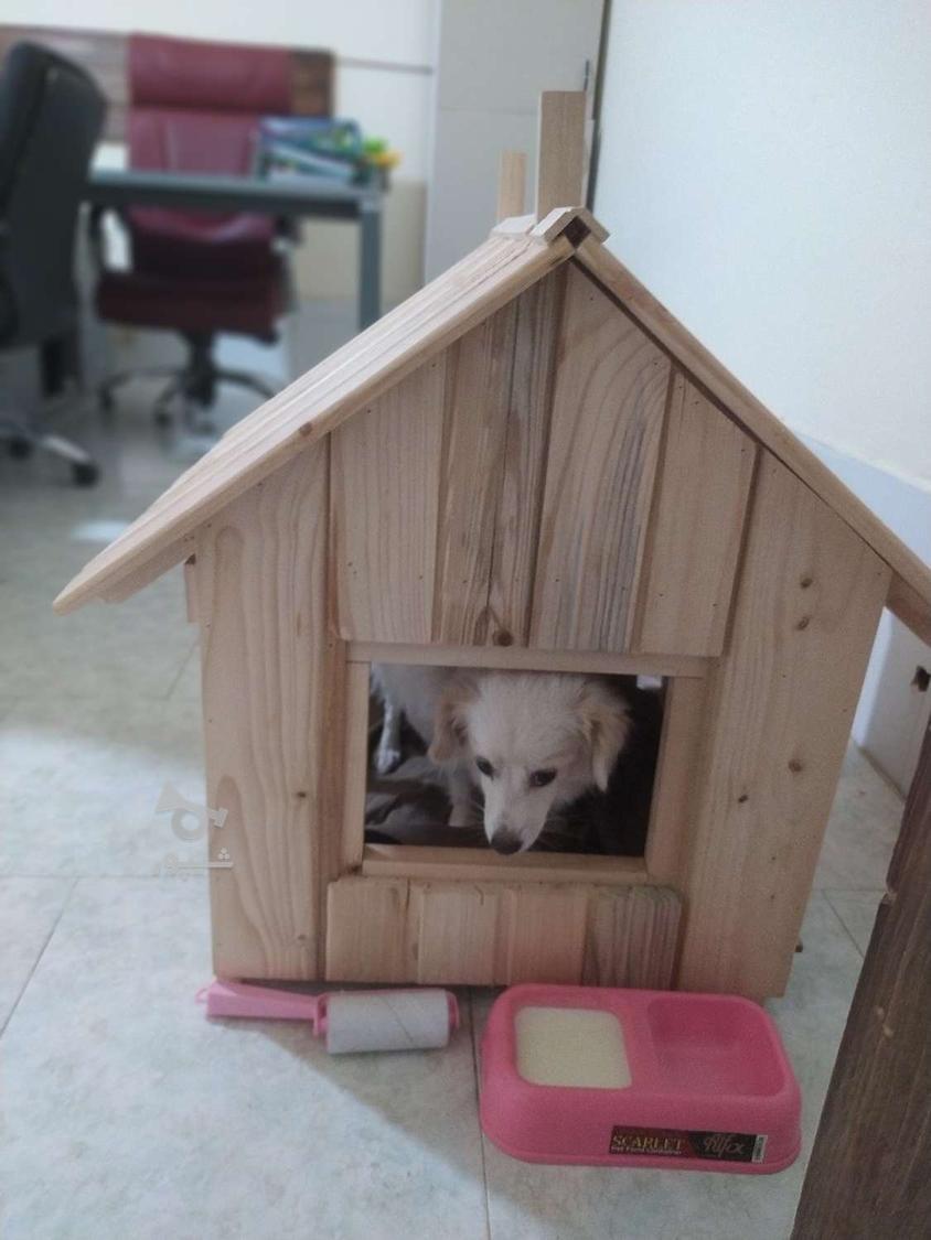 ساخت خانه‌ای زیبا و مجلل برای سگ