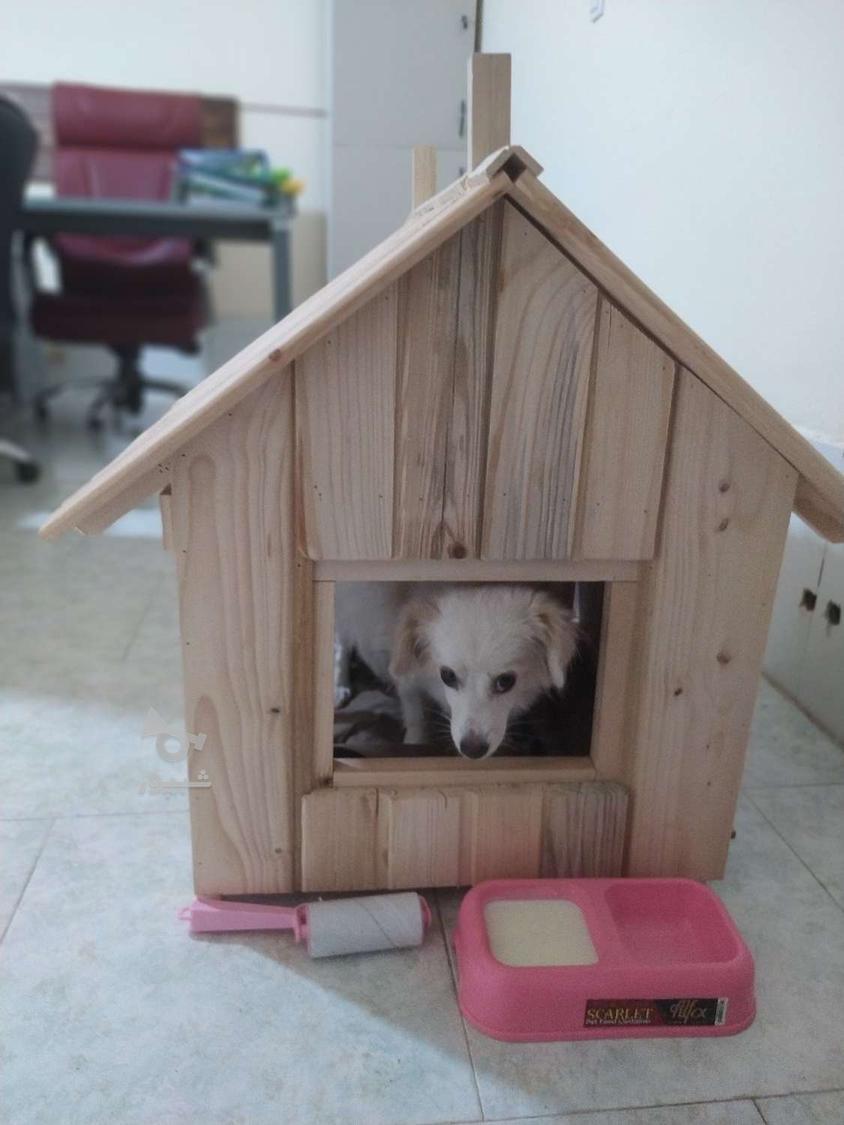 ساخت خانه‌ای زیبا و مجلل برای سگ