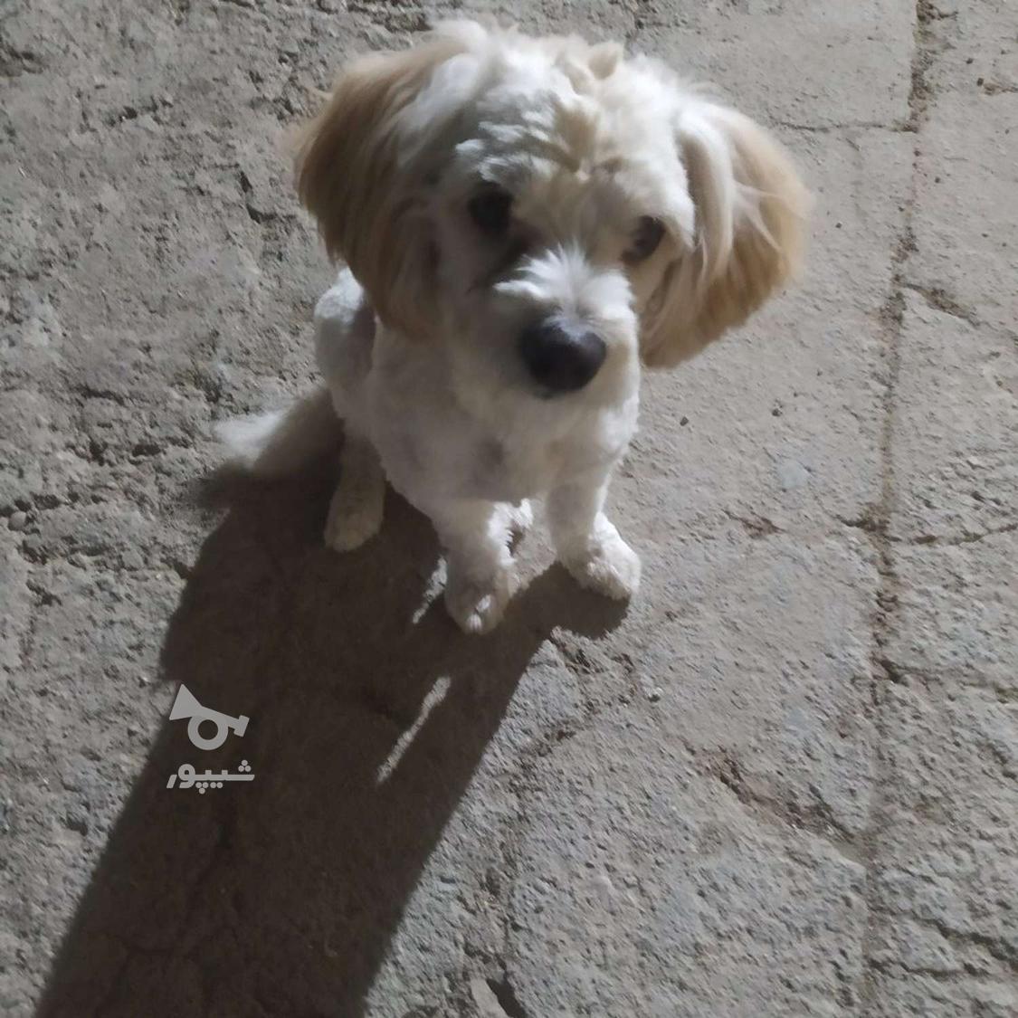 ساخت خانه‌ای زیبا و مجلل برای سگ