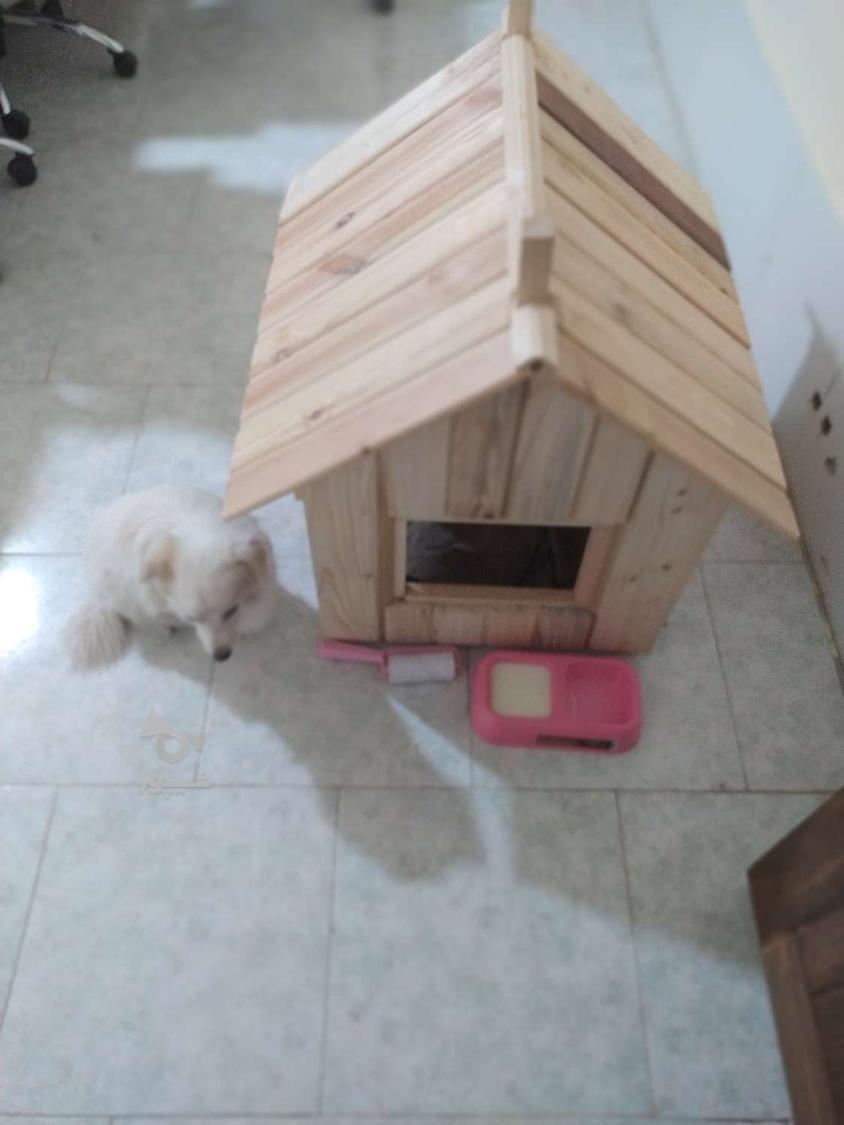 ساخت خانه‌ای زیبا و مجلل برای سگ
