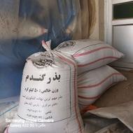 گندم باسیلیو