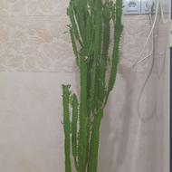 کاکتوس به اندازه 142 قدش هست