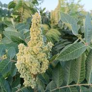 ریشه سماق کانی الوچه
