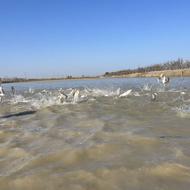 بچه ماهی فیتوفاگ 500 گرمی