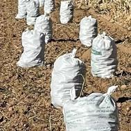 سیب زمینی بامبا درجه یک 25 تن